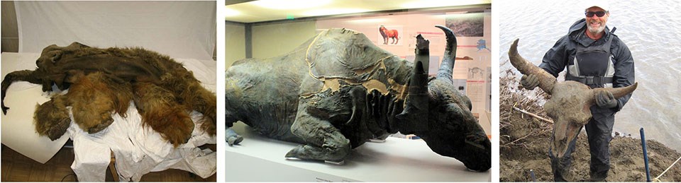 A series of three images showing the remains of extinct wooly mammoth and bison.