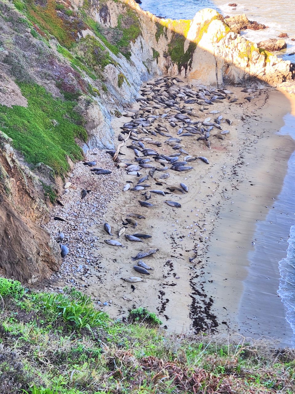 Gus' Cove Small beach surrounded by cliffs with hundreds of elephant seals of all ages.