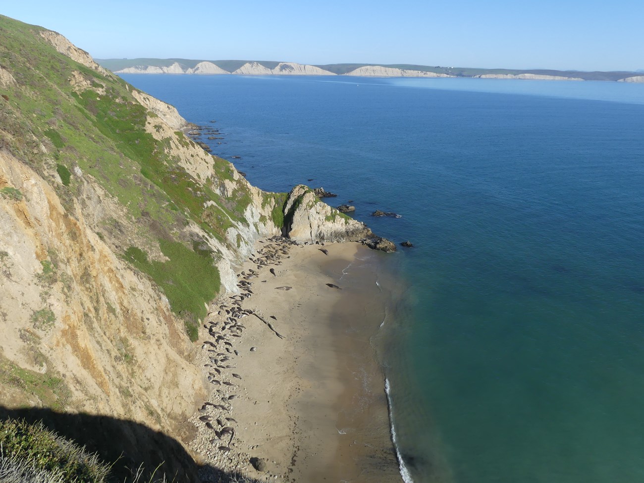 A landscape view of a coastal cove; many elephant seals lay on the sandy beach below the cliff. Dark blue and aqua water extends to the right.