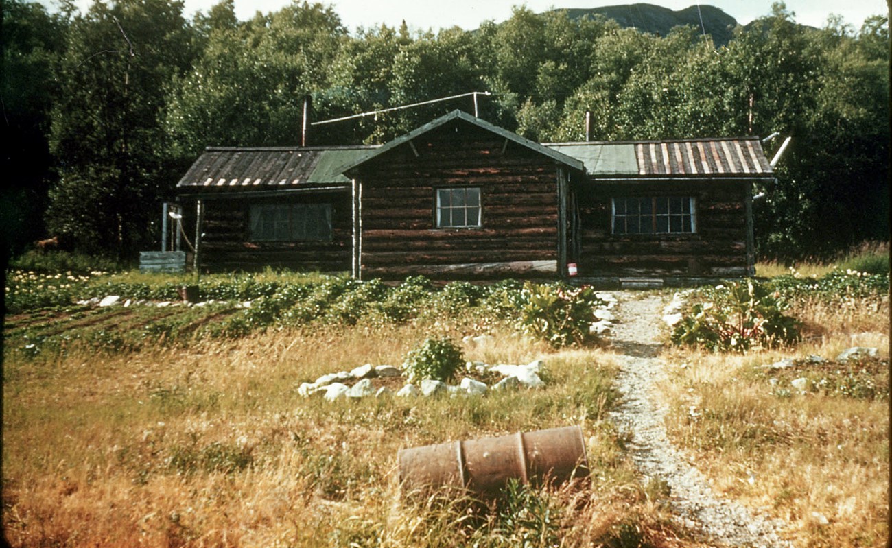 Kennedy Cabin, c. 1953 Image of a a dirt path leading to a log cabin surrounded by trees.