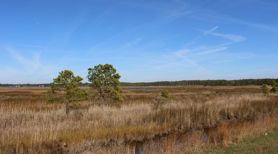 Canal running through a marsh