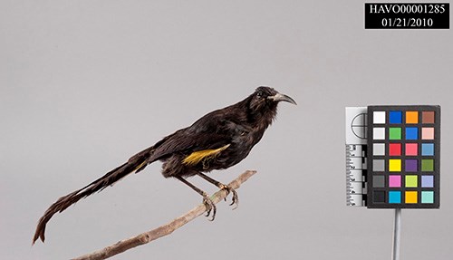 Taxidermy of a black bird with yellow feathered wings.
