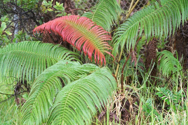 Amaʻu fern with a red frond
