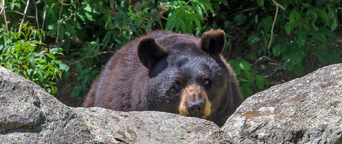A large black bears peering over the top of boulders. Only his head is visible above the rocks.