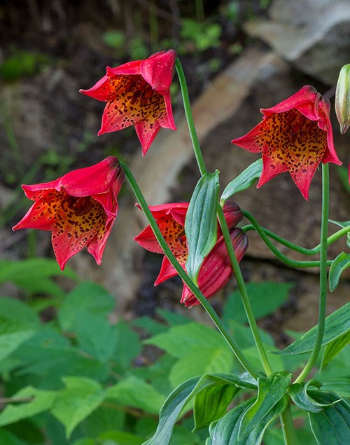 Small lilies with red and orange petals, spotted with black