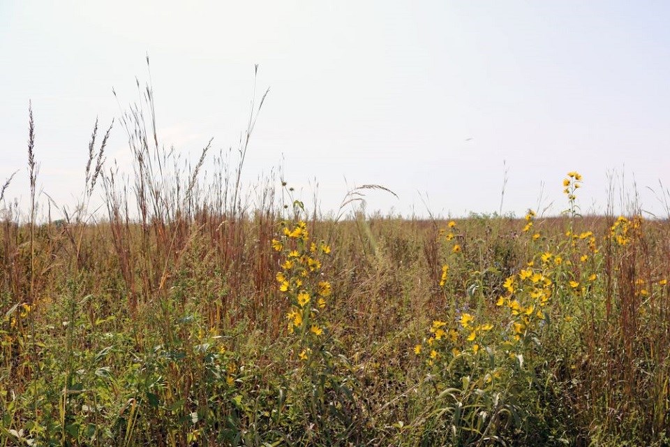 Prairie at Herbert Hoover National Historic Site