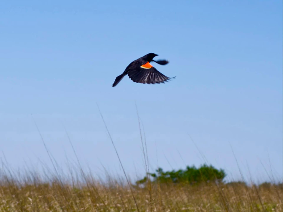 Red-winged Blackbird Red-winged blackbird in flight