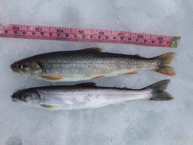Small Dolly Varden char measured in the snow.