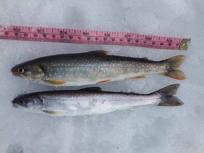 Young Dolly Varden Small Dolly Varden char measured in the snow.