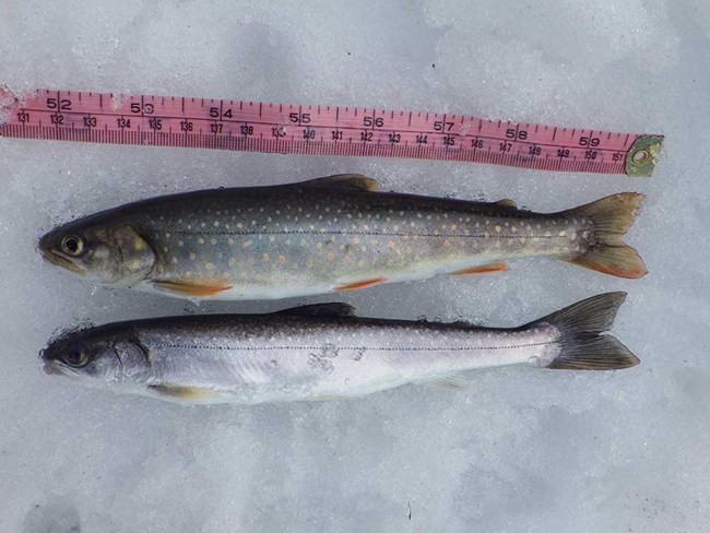 Two Dolly Varden laid on snow to be measured.