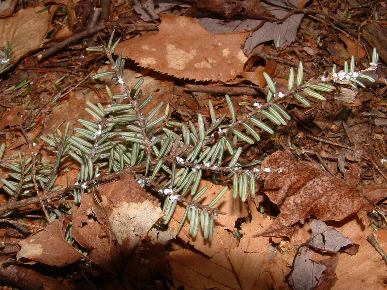 A hemlock twig is dotted with fuzzy white spots.