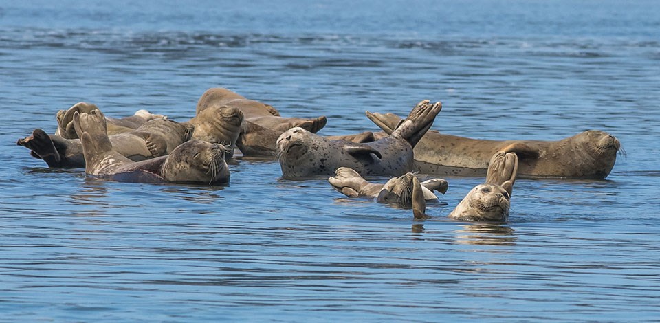 Ten harbor seals lying on a submerged sandbar