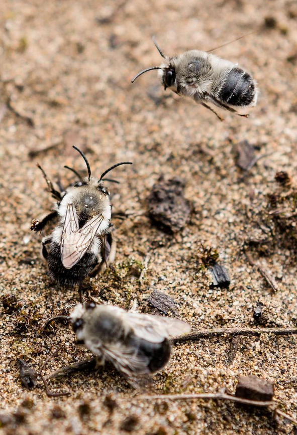 A silver digger bee flies just over the sand, as others interact with each other on the ground