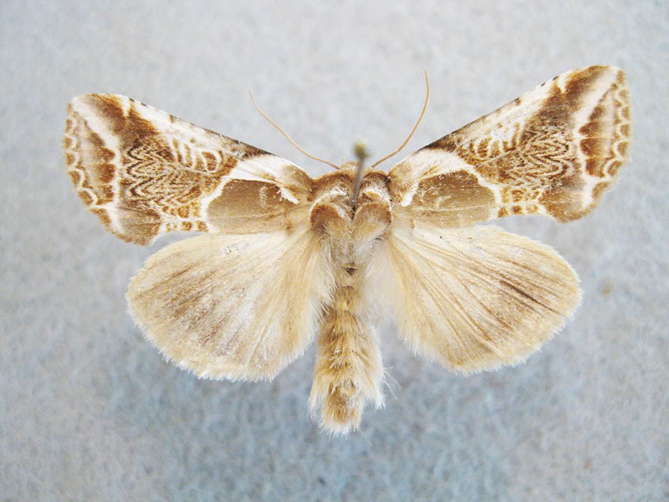 Moth with intricate patterns on its upper wings