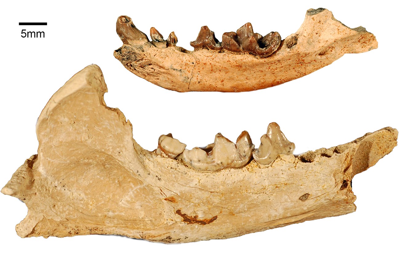 a smaller jaw bone with sharp teeth on top and a larger bone with similar teeth on bottom on photo