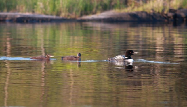 A family of loons swims on a lake, Voyageurs National Park, MN