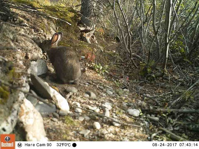 HareGeophagy_Hammond_24Aug'17_web A wildlife camera capture of a hare eating mineral soil.