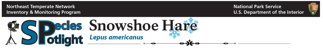 Hare Spotlight Banner Hare Spotlight Banner