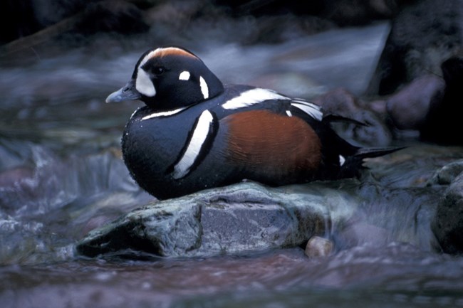 Male harlequin duck Harlequin duck on the water