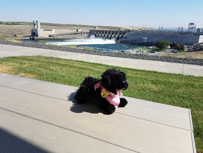 toy dog near dam
