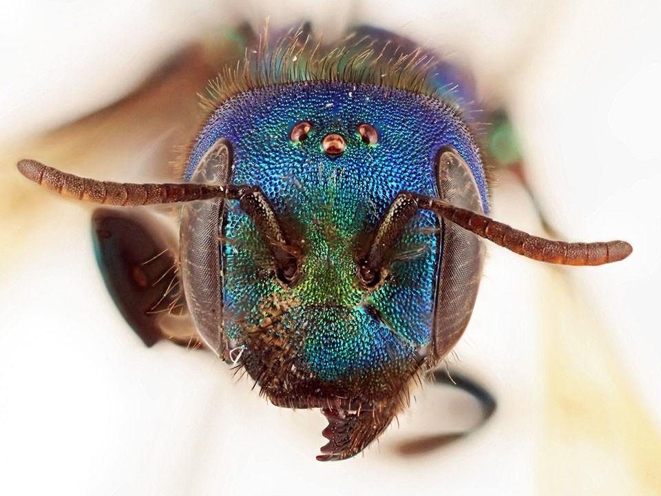 Macro view of the beautiful, iridescent head of a mason bee