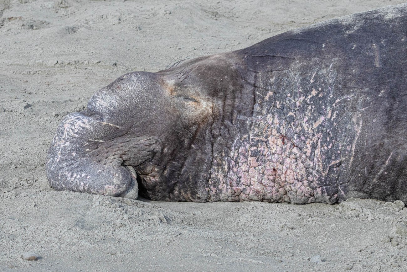 A close-up of a gray elephant seal sleeping on the beach with rough patches of pink skin around its neck.