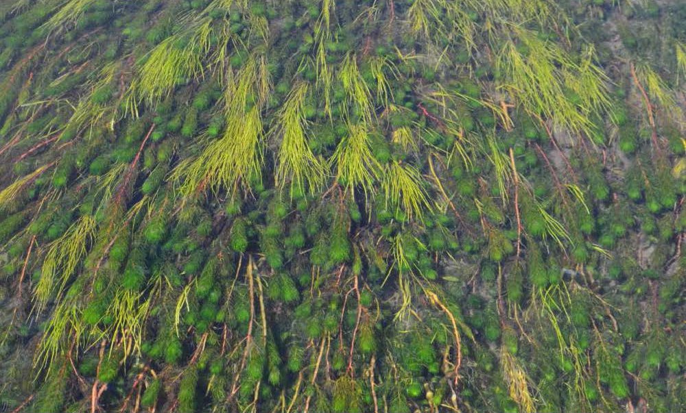 Myriophyllum quitense and Stuckenia x suecica, Firehole River. August 14, 2014.