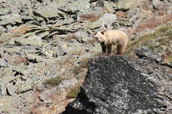 A bear stands on a large rock outcrop in a scree field, Alaska.