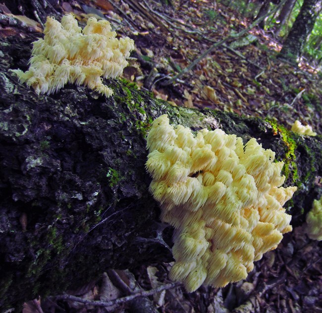 Hericium_americanum_on_beech