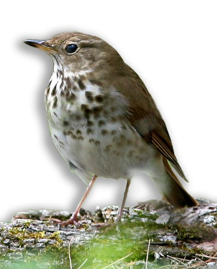 Species Spotlight: American Robin