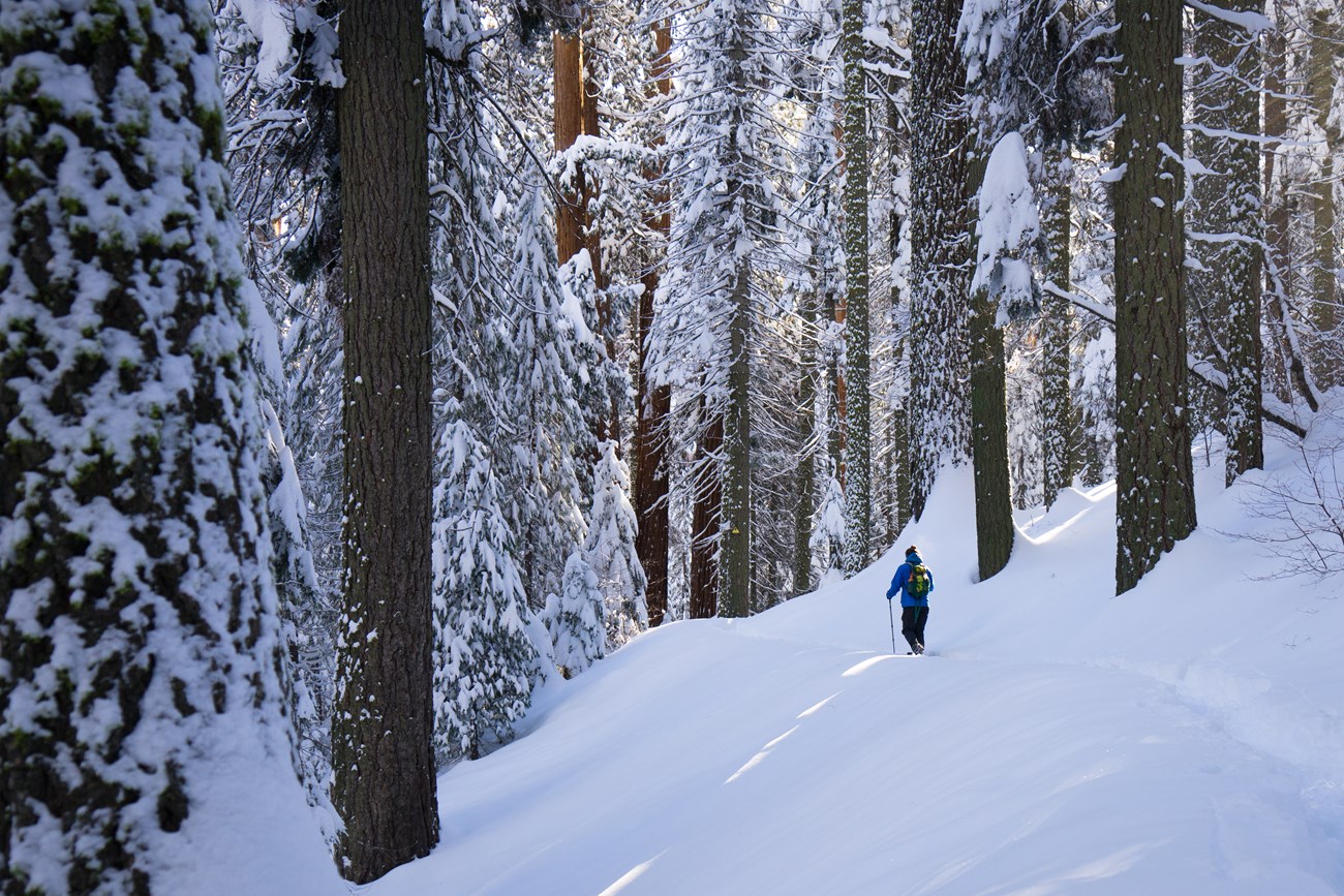 Dappled sunlight hits the snow and trees around a hiker walking away from the camera, on Alta Trail