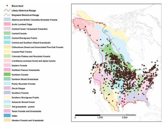 A map depicting the historic range of bison, showing them heavily populated in the Northern US A map depicting the historic range of bison, showing them heavily populated in the Northern US