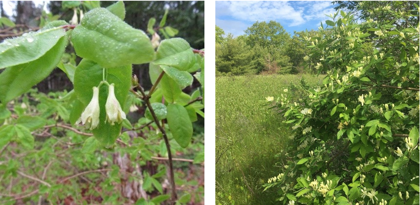 Comparison of two honeysuckle species