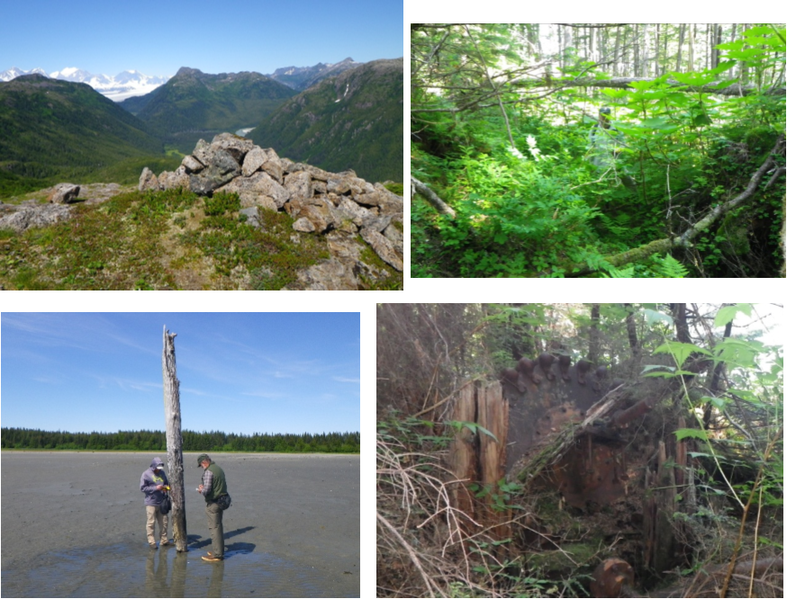 a collage of four images: mountains, vegetation, a large tree stump, and a dead tree