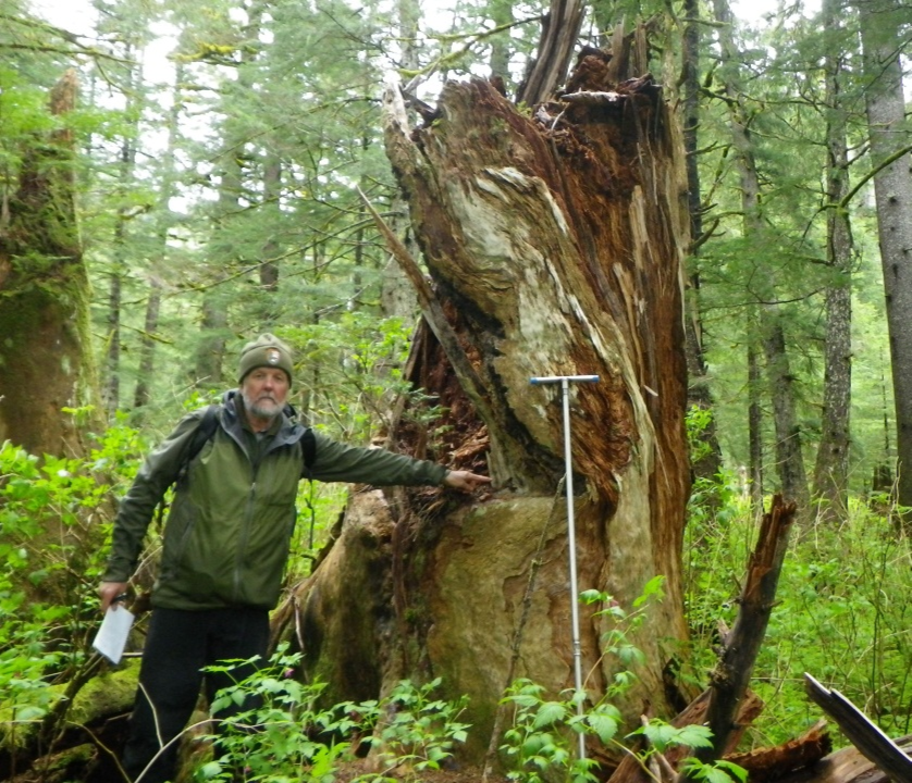 Howell 2 a man points at a large tree stump in the rainforest