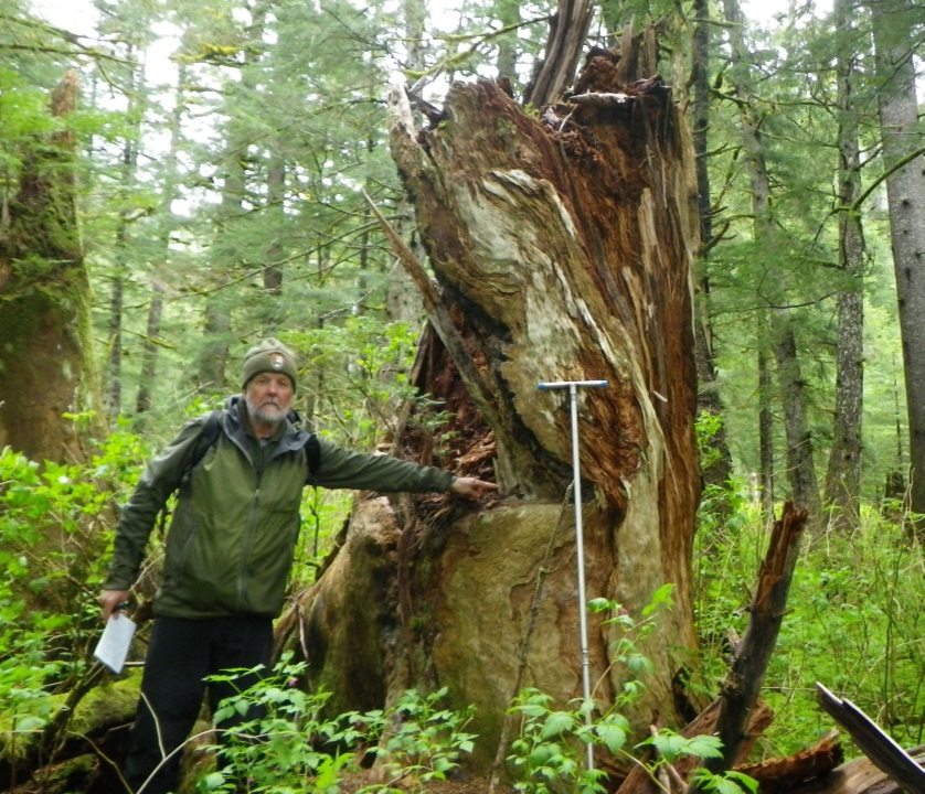 a man points at a large tree stump in the rainforest