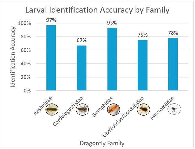 Bar graph. Y axis: larval identification accuracy rate. X axis: dragonfly family. Aeshnidae 97%. Cordulegastridae 67%. Gomphidae 93%. Libellulidae/Corduliidae 75%. Macromiidae 78%.