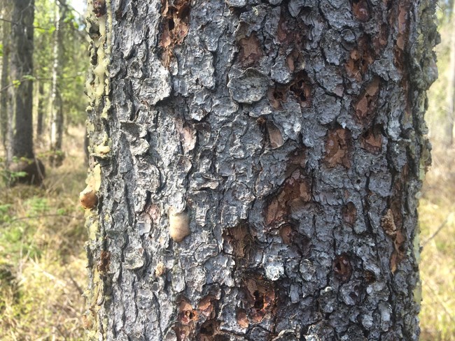 closeup of tree bark showing numerous holes and sappy pitch emerging out of the tree