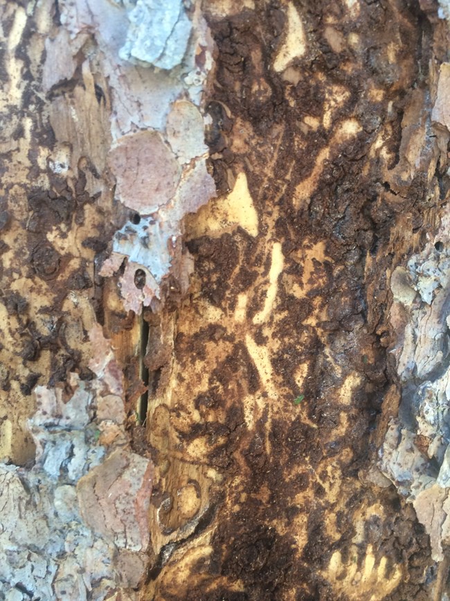 closeup of a spruce tree showing an interruption in its normally grayish-brown bark