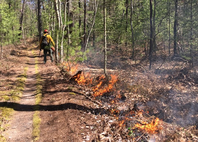 firefighter along trail in pine trees lighting fire with a drip torch