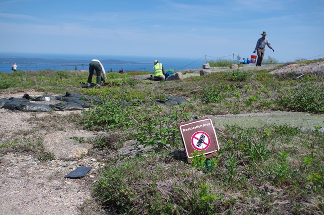 close up of summit plants behind a restoration area sign