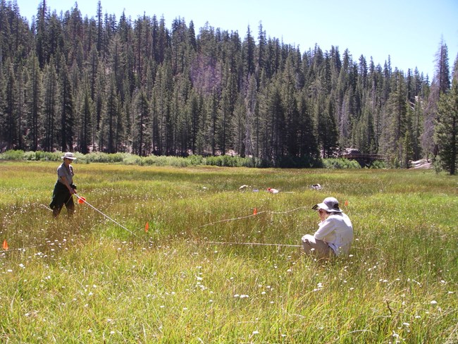 Two field biologists lay out measuring tapes in a meadow to install a wetlands monitoring plot.