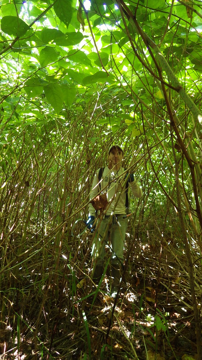 A work surrounded by tall, dense knotweed