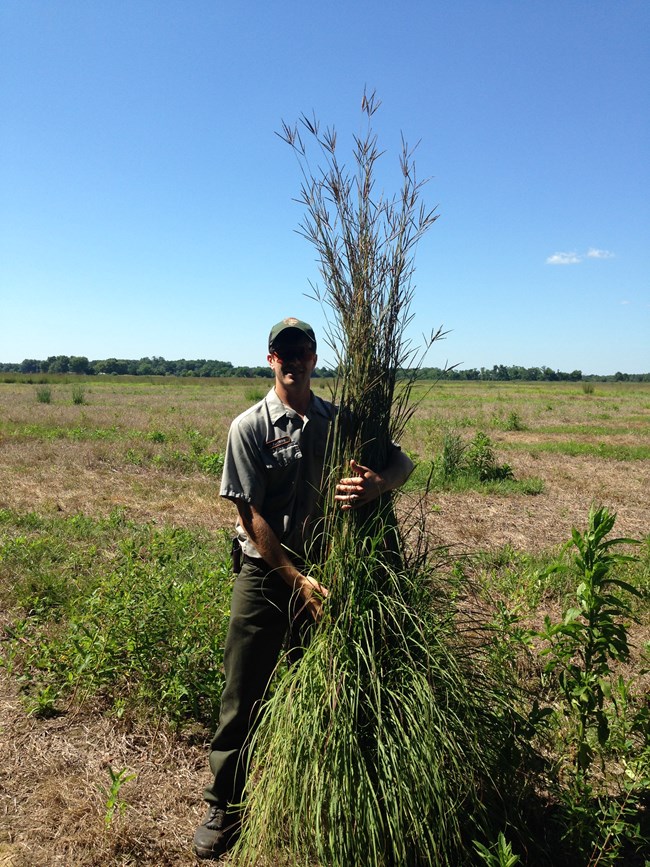 An NPS worker stands next to and holds a tall patch of native prairie grasses at Pea Ridge National Military Park.