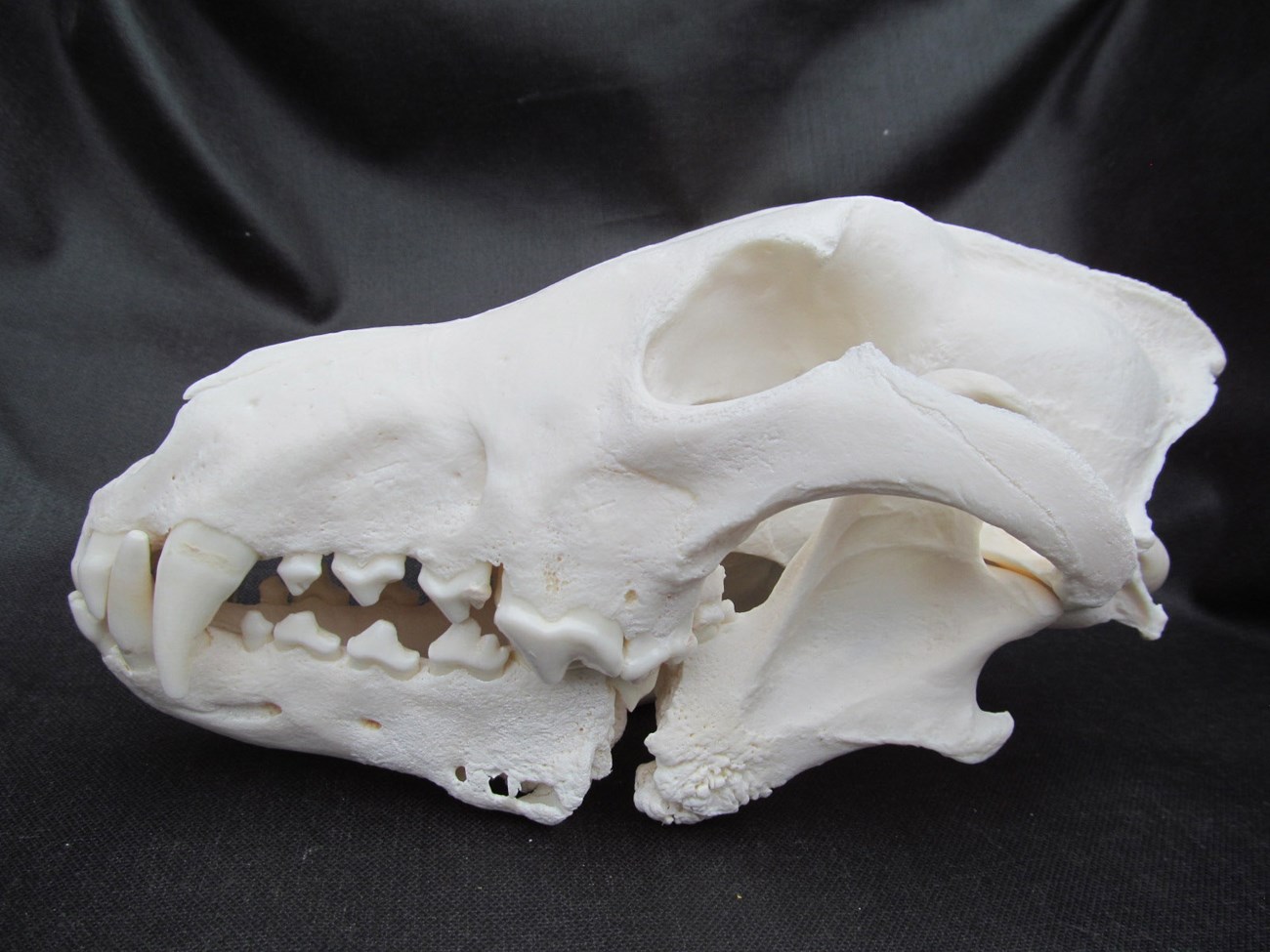 911M Wolf Skull Showing Severely Broken Jaw