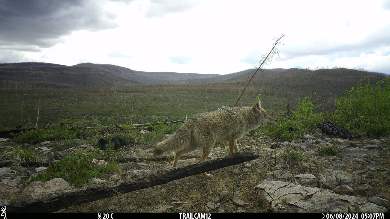 coyote walking in East Troublesome burned site