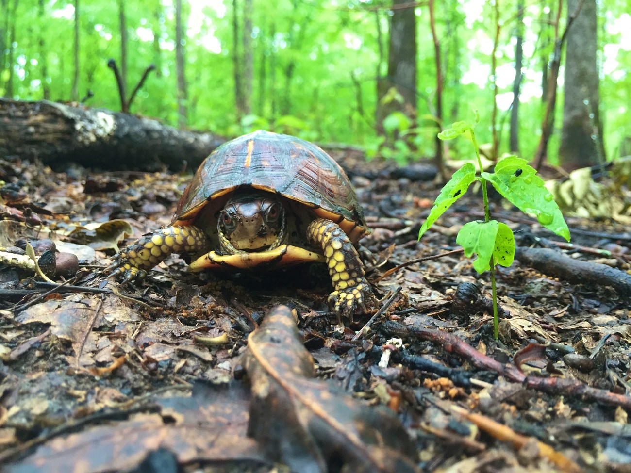 front view of box turtle on the ground