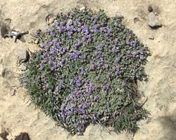 sentry milk-vetch on a rock High angle of sentry milk-vetch on a rock