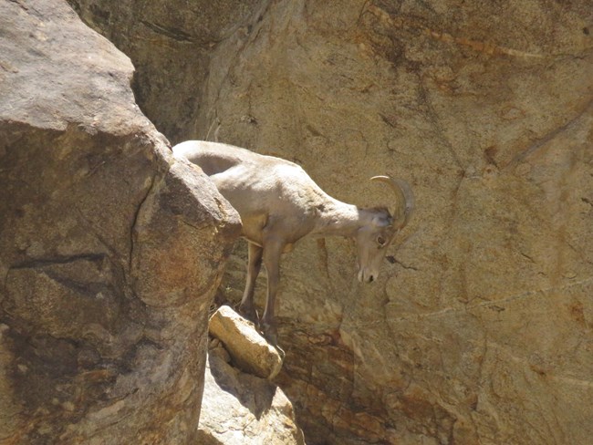 A bighorn sheep stands on top of a rock, in a rocky canyon, looking down.