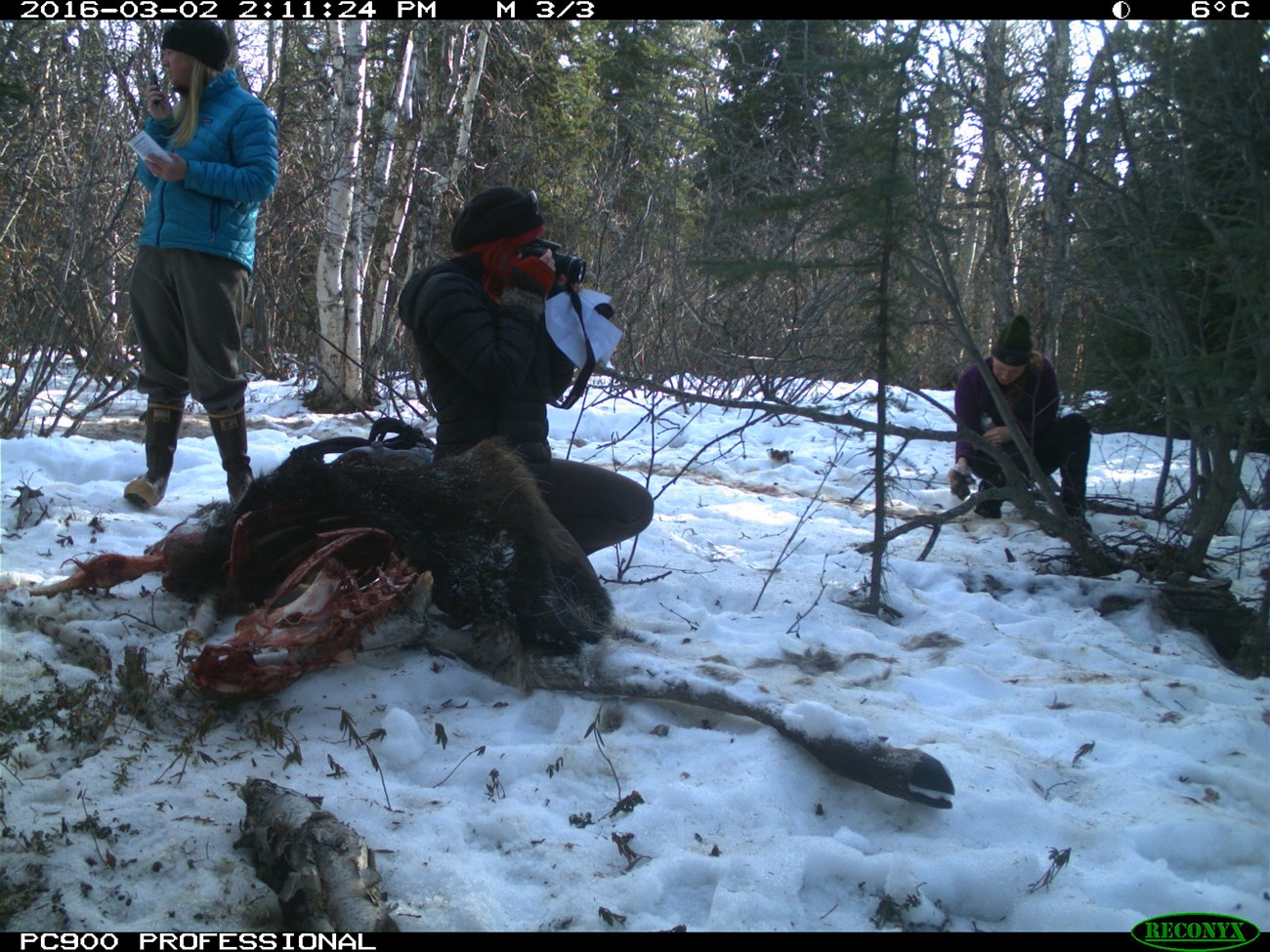 three women near a moose carcass in a snowy field